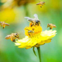 Biodiversità e api